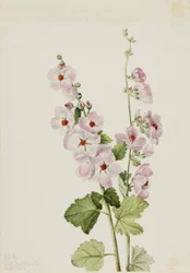 Malwa pomarańczowa (Sphaeralcea davidsonii)