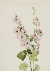 Pomarańczowooki Globemallow Sphaeralcea davidsonii, 1926.