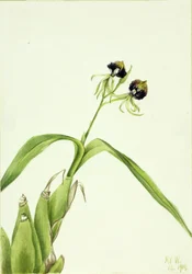 Orchidea (Epidendrum cochleatum)