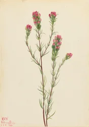 Koniczyna sowia (Orthocarpus tenuifolius)