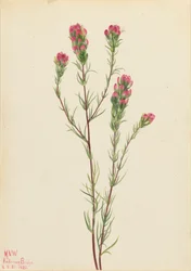 Sowa koniczyna Orthocarpus tenuifolius, 1923.