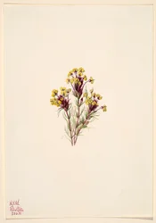 Koniczyna sowia (Orthocarpus erianthus)