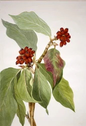 Pacific Dereń Cornus nuttalli, 1933.