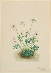 Fiołek wiechowaty (Viola pedata)