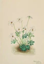 Bieżnik Pansy Violet Viola, 1919.
