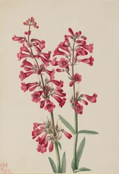 Penstemon Parry