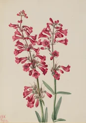 Penstemon Parry