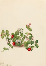 Kuropatwa Mitchella repens, 1925.