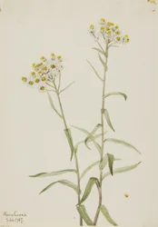 Perła wiecznie żywa (Anaphalis margaritacea)