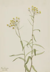 Perłowy wieczny Anaphalis margaritacea, 1917.