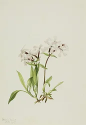 Różowa torfowa Silene caroliniana, 1917.
