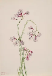 Pentstemon niejednoznaczny, 1935.