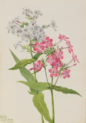 Wieloletnia Floks Floks paniculata, 1934.