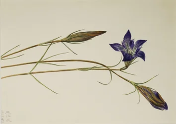 Goryczka wąskolistna (Gentiana porphyrio)