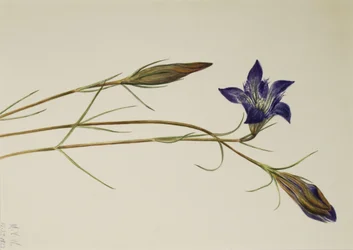 Pinebarren Gentian Gentiana porphyrio, 1923.