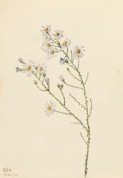 Pineland Aster Aster squarrosus, 1922.