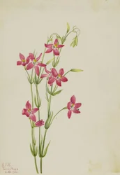 Centaur różowy (Centaurium venustum)