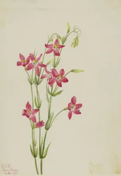 Różowy Centaurus Centaurus venustum, 1925.