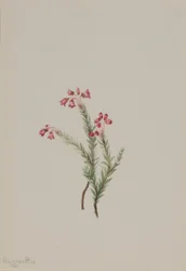 Wrzosiec różowy (Phyllodoce empetriformis)