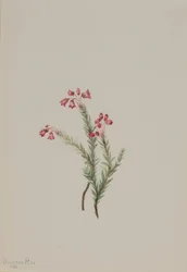 Różowy wrzos Phylodoce empetriformis, 1901.