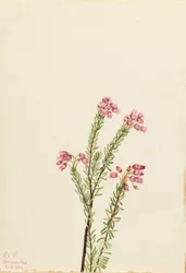 Wrzosiec różowy (Phyllodoce empetriformis)