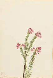 Różowy wrzos górski Phylodoce empetriformis, 1924.