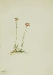 Różowe kocie łapki (Antennaria rosea)