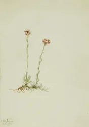 Różowe kocie łapki, Antennaria rosea, 1916.