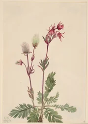 Dymnica preriowa (Sieversia ciliata)