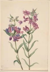 Pentstemon preriowy (Pentstemon erianthera)