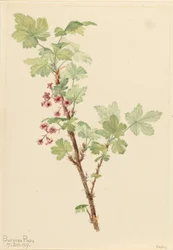 Porzeczka kłująca (Ribes lacustre)