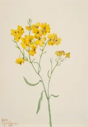 Psilostrofe sparsiflora, 1938.