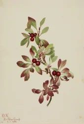 Pardwa alpejska (Arctous alpina)