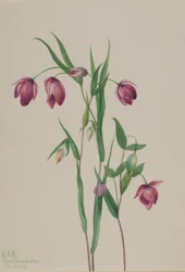 Fioletowa latarnia morska (Calochortus anoenum)