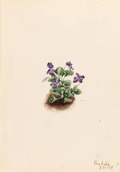 Fiolet górski (Viola adunca)