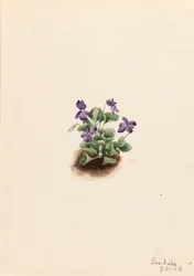 Purpurowa górska fioletowa Viola adunca, 1918.