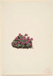 Skalnica purpurowa (Saxifraga oppositifolia)