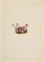 Skalnica purpurowa (Saxifrage oppositifolia)