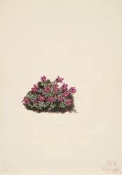 Purpurowa skalnica Saxifraga oppositifolia, 1924.
