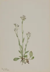 Kocie łapki (Antennaria racemosa)
