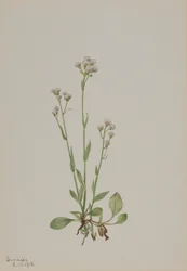 Kocie łapki, Antennaria racemosa, 1918.