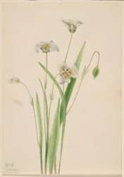 Kocie uszy (Calochortus elegans)