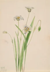 Kocie uszy, Calochortus elegans, 1923.