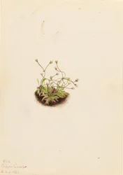 Androsace pigmejski (Androsace subumbellata)