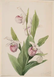 Cypryśnik królewski (Cypripedium reginae)