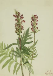 Czerwony hełm Pedicularis bracteosa, 1924.
