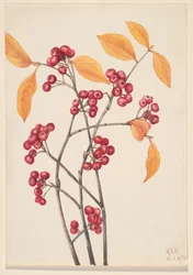 Aronia czerwona Aronia arbutifolia, 1920.