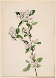Aronia czerwona Aronia arbutifolia, ca. Lata 20. XX wieku.