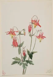 Kolombina czerwona (Aquilegia formosa)