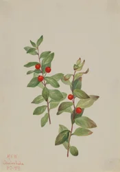 Comandra czerwona (Comandra livida)